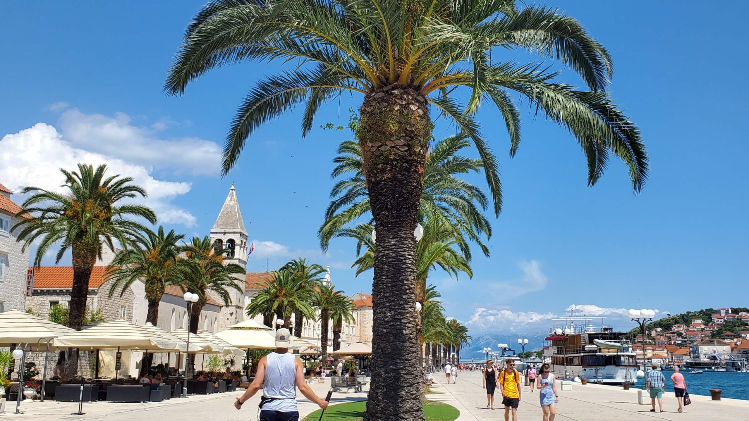 Palm trees and houses of Trogir